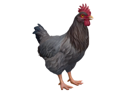Pet Chicken | Catalana (Black)