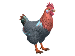 Pet Chicken | Catalana (Black with Red Head)