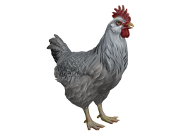 Pet Chicken | Catalana (Black with White Head)