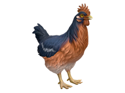 Pet Chicken | Catalana (Blue and Light Orange)