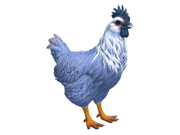 Pet Chicken | Catalana (Blue)