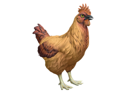 Pet Chicken | Catalana (Dark Orange)