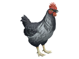 Pet Chicken | Catalana (Grey)