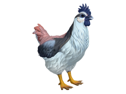 Pet Chicken | Catalana (Light Blue and Red)