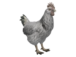 Pet Chicken | Catalana (White)
