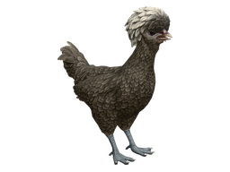 Pet Chicken | Polish (Black with White Head)
