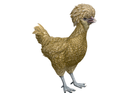 Pet Chicken | Polish (Brown)