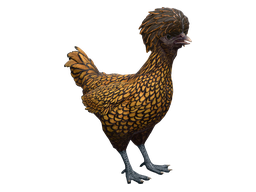 Pet Chicken | Polish (Brown with Black Wing Tips)