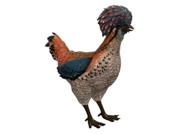 Pet Chicken | Polish (Orange, White and Blue)