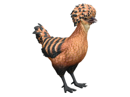 Pet Chicken | Polish (Orange with Black Stripes)