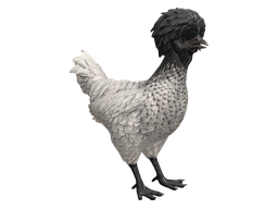 Pet Chicken | Polish (White with Black Head)
