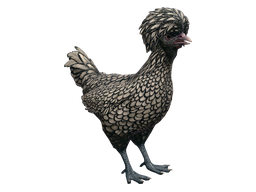 Pet Chicken | Polish (White with Black Wing Tips)