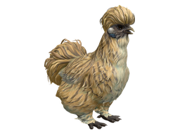 Pet Chicken | Silkie (Leopard)