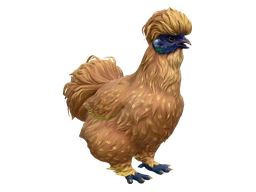 Pet Chicken | Silkie (Orange)