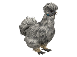 Pet Chicken | Silkie (Splash)