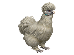 Silkie